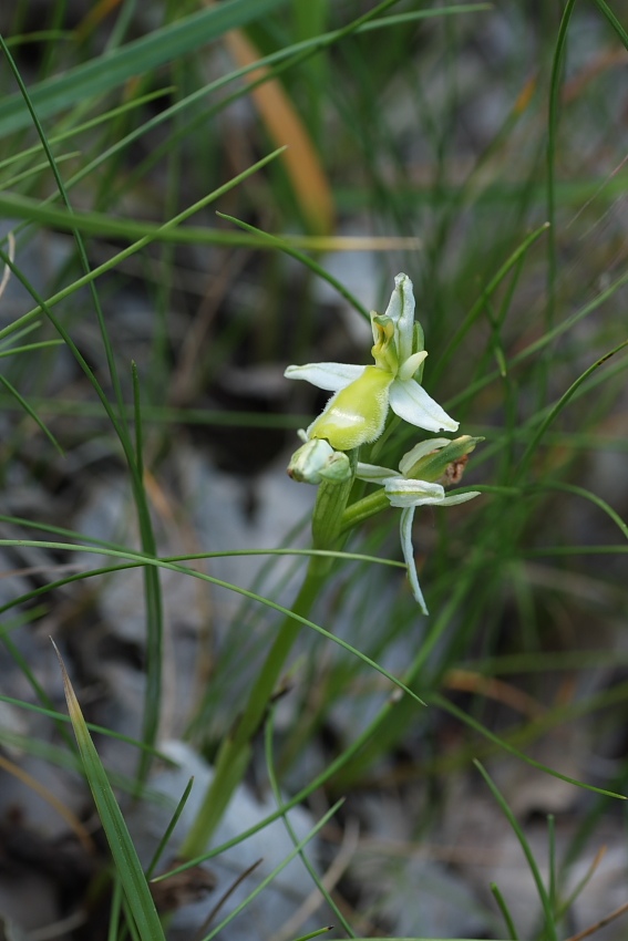 Ophrys bertolonii gialla!